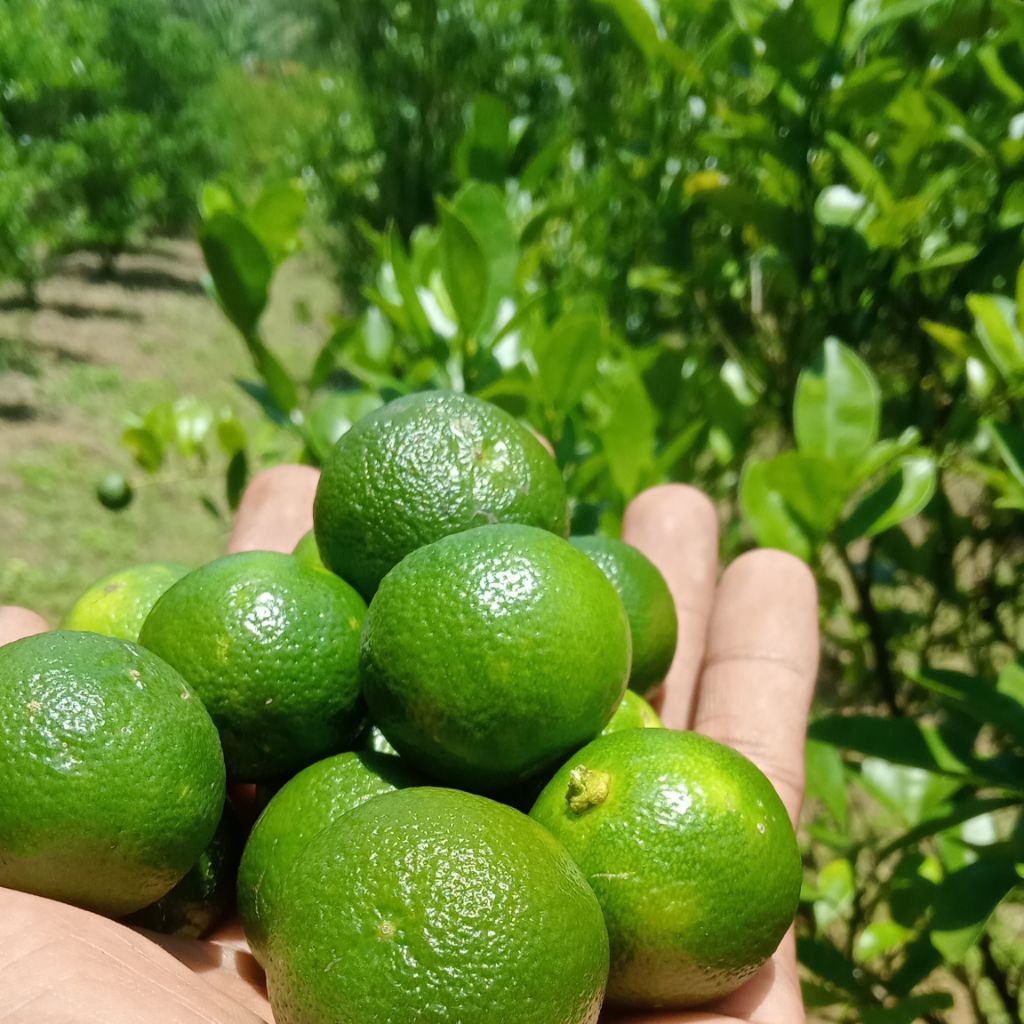 Jeruk Peras Kasturi Jeruk peras Sonkit 1KG