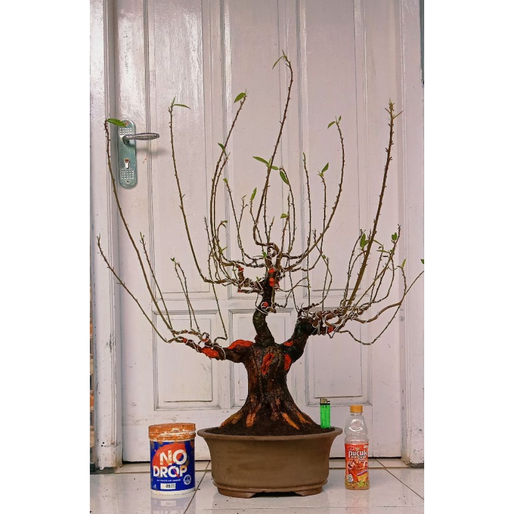 bonsai loa jumbo prospek subur 2.000.000 program akar mantap