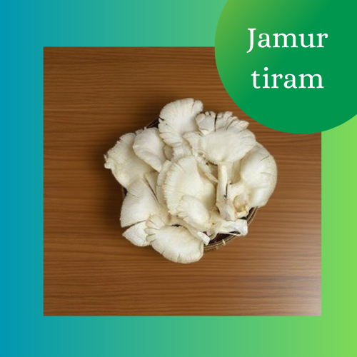 Jamur tiram fresh