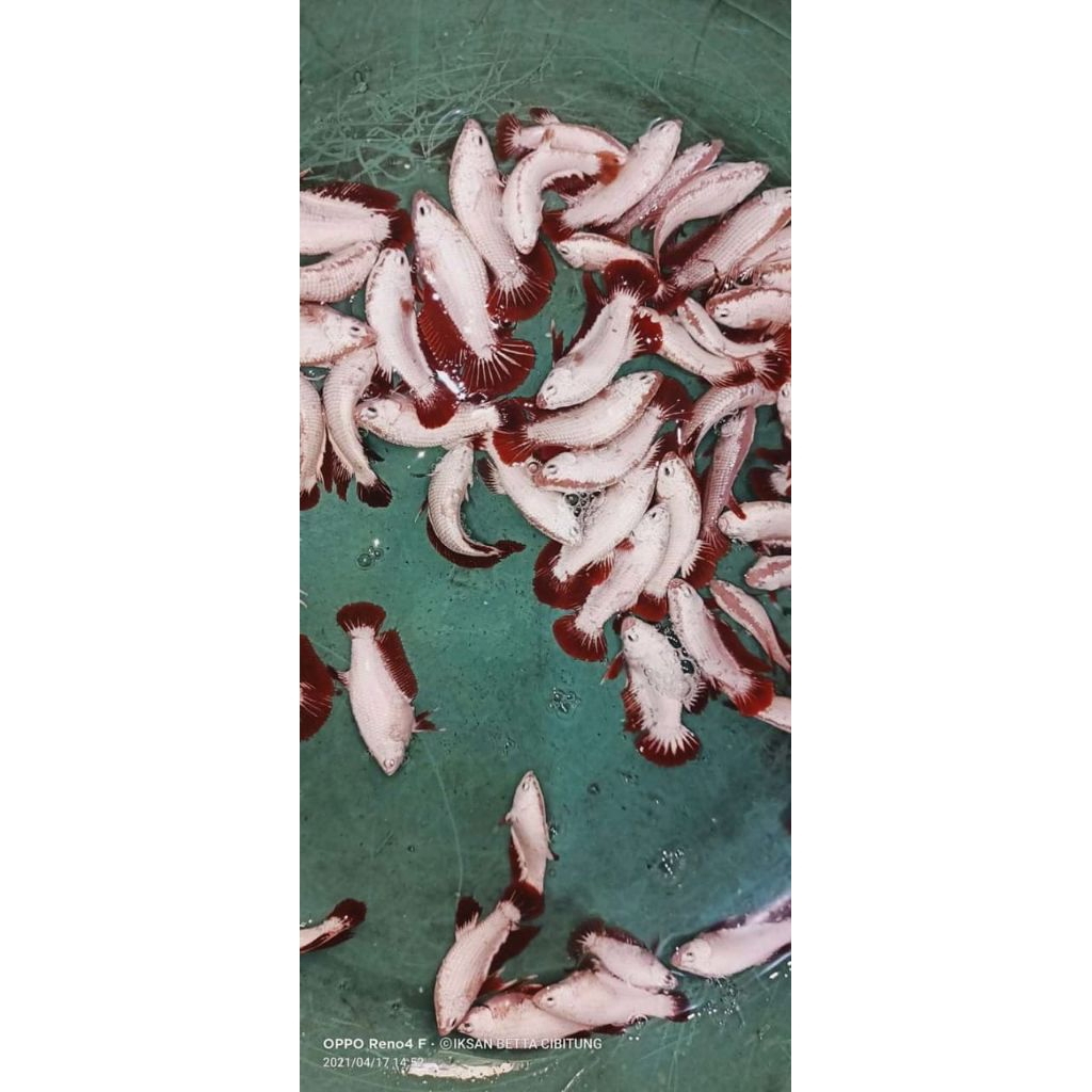 HIASAN AQUARIUM CUPANG PLAKAT BETINA RED DRAGON SNOW