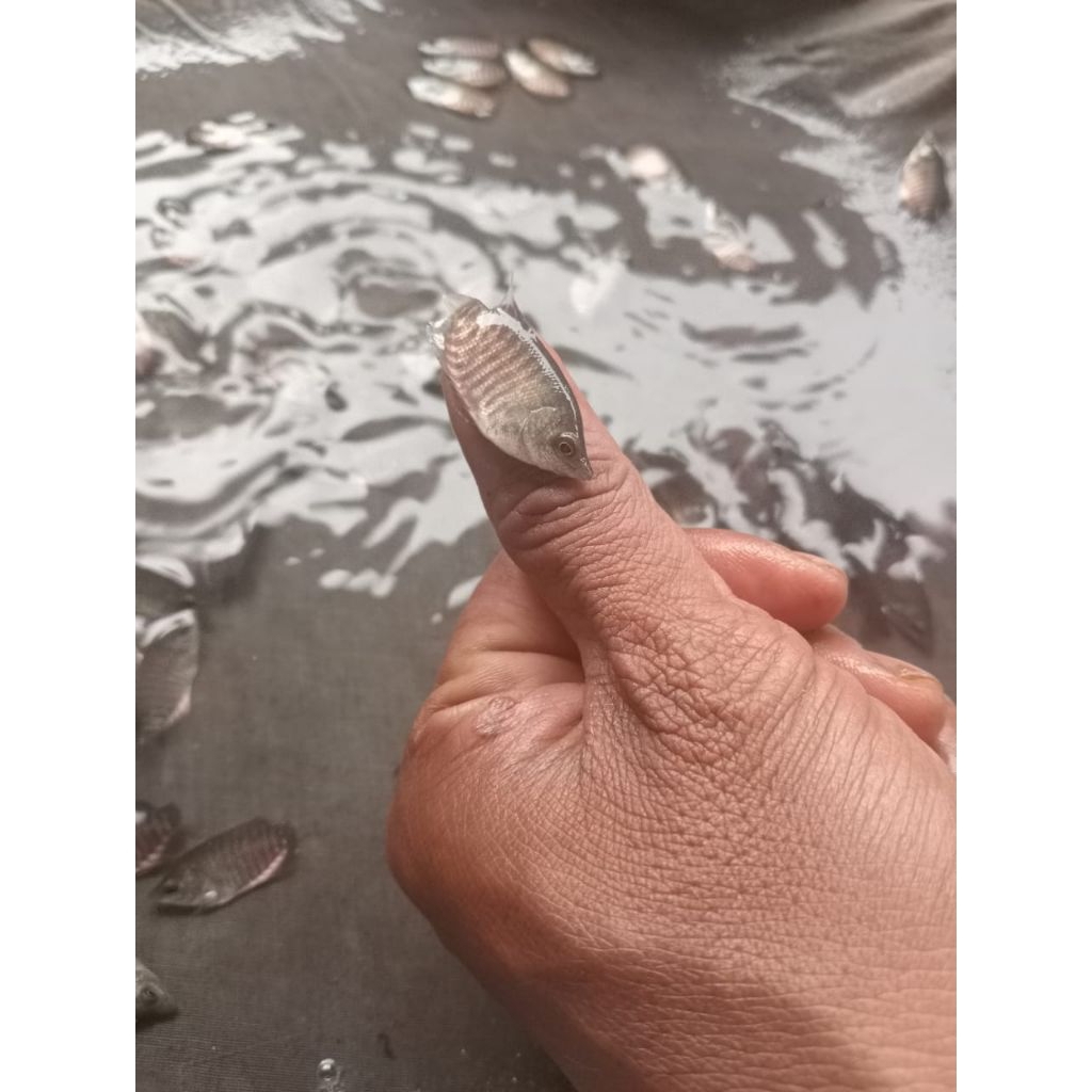 Paket 25 ekor Gurame Soang Nguku Jempol