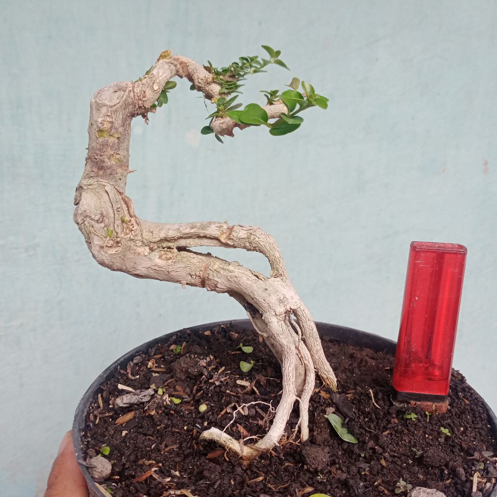 bahan bonsai sancang menari prospek