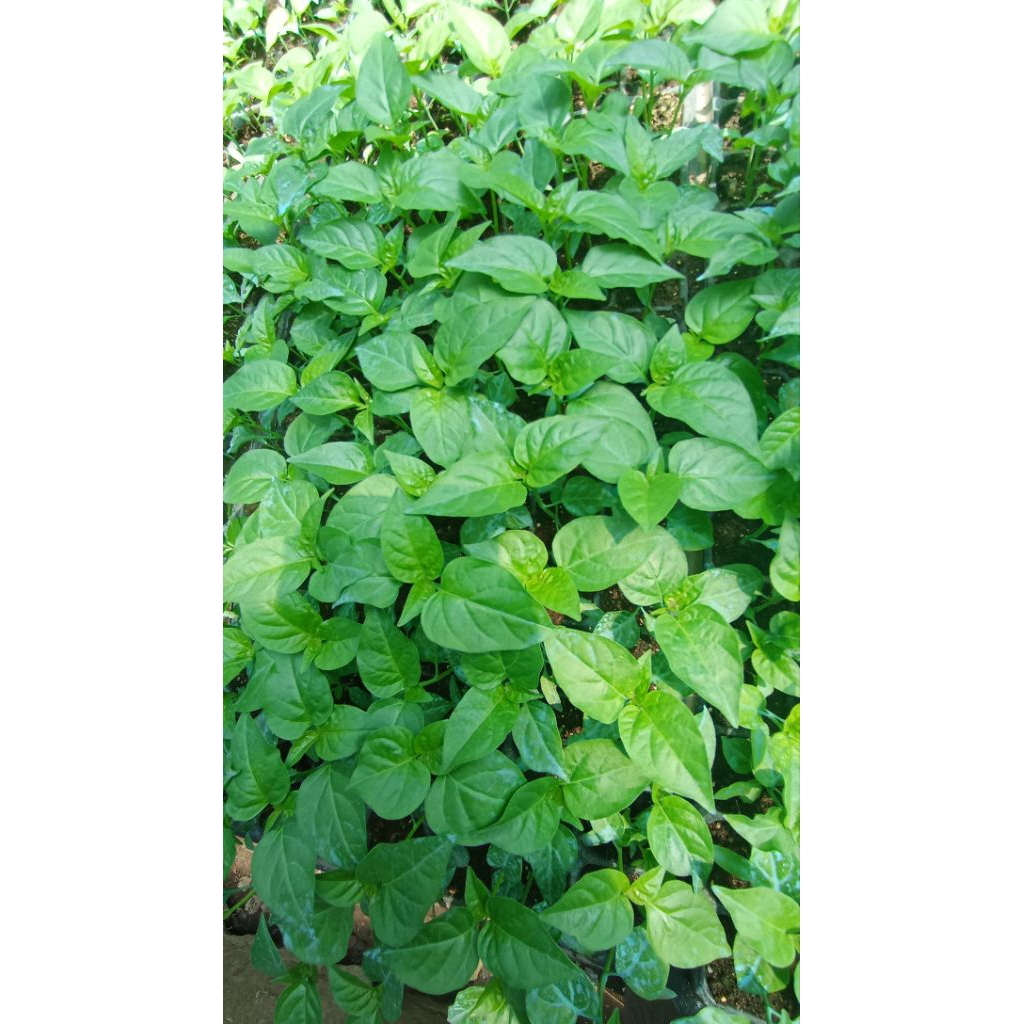 Bibit Cabe Setan siap tanam,Cabe rawit setan Orion