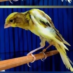 Kenari Giboso x YsSf