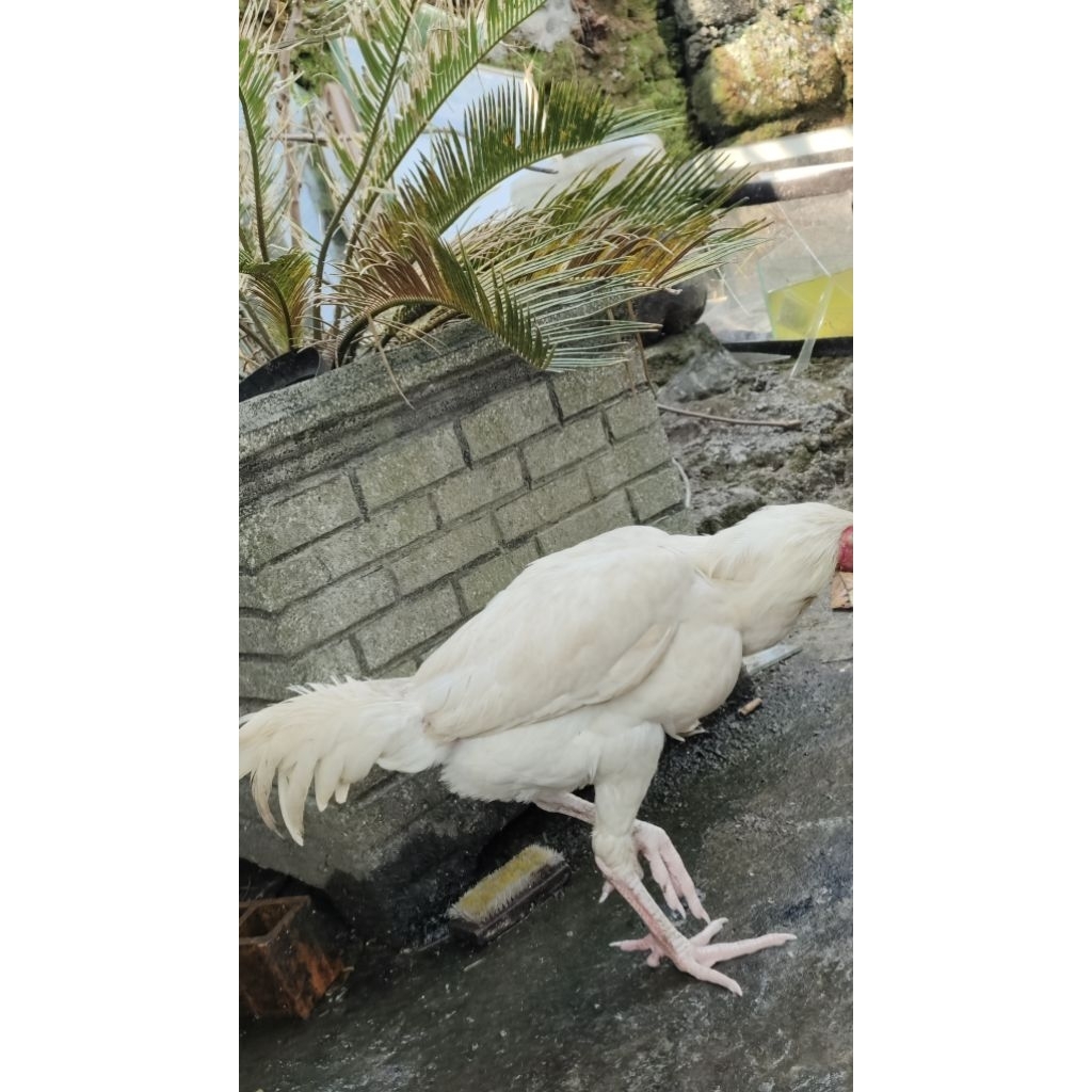 Ayam cemani putih/ayam putih tembus