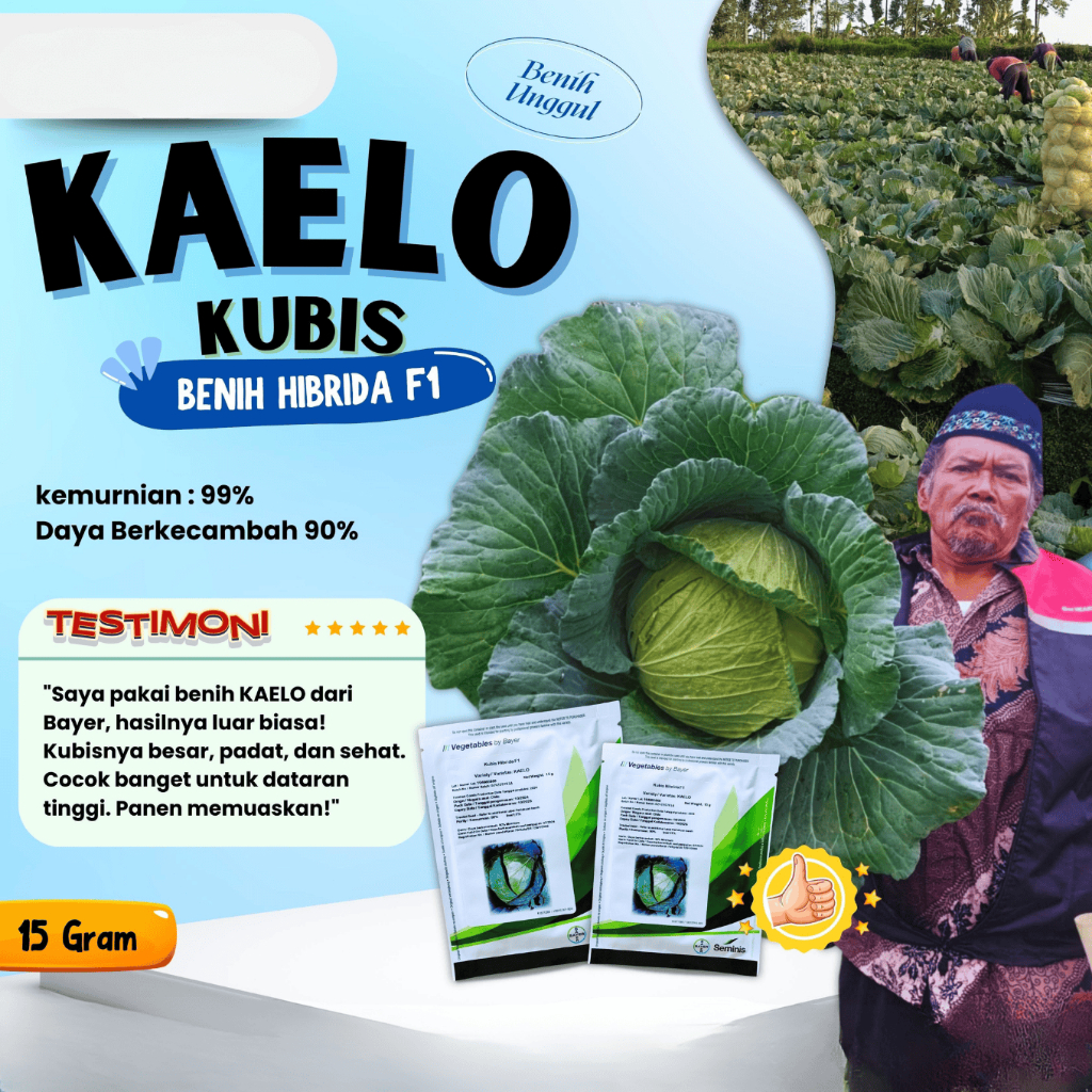 Kubis KAELO - 15 Gram / Kubis Hibrida F1 dari Bayer
