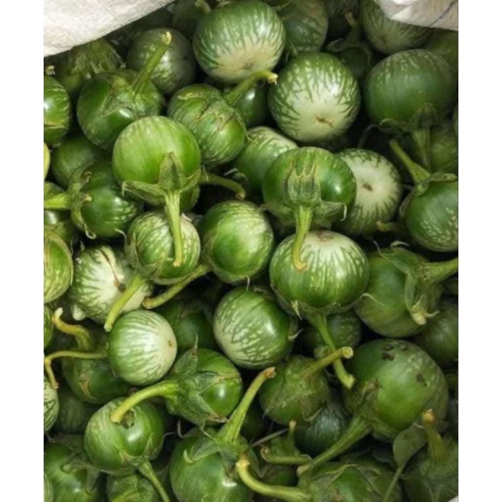 Terong Glatik, Terong Bulat/Lalap 1kg