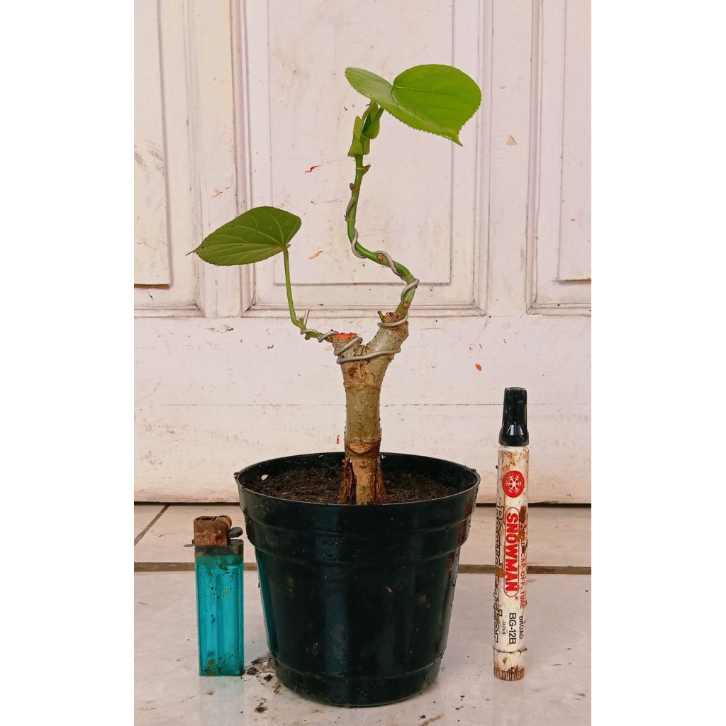 waru India prospek 25.000 program akar mantap.