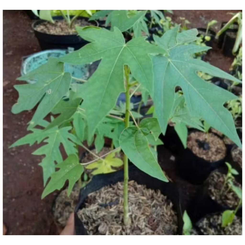 Bibit Pohon Pepaya California-Bibit Pepaya California