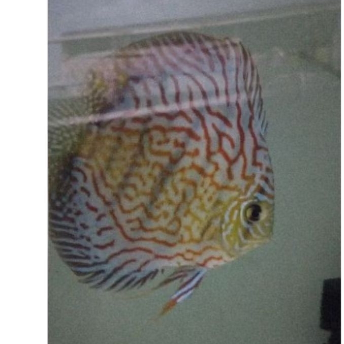 Discus Mozaik //ikan hias aquarium aquascape
