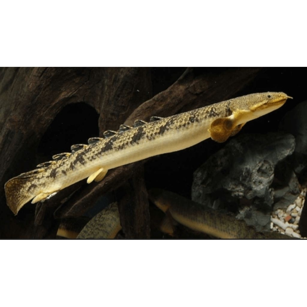 Hiasan Akuarium Palmas Endlicheri