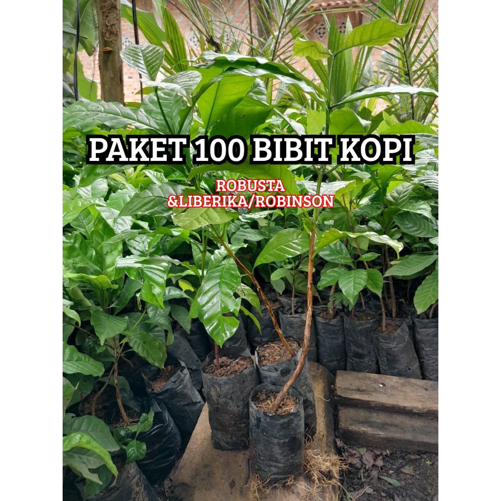 PAKET 100 Bibit Kopi ROBUSTA &  Liberika/Robinson Unggul Asli