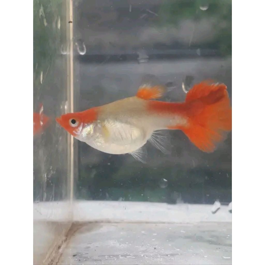 hiasan aquarium paket 10 ekor Guppy texedo koi betina