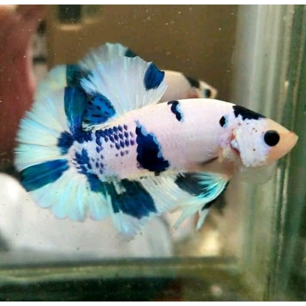 PK BLU PANDA LINE BLU RIM