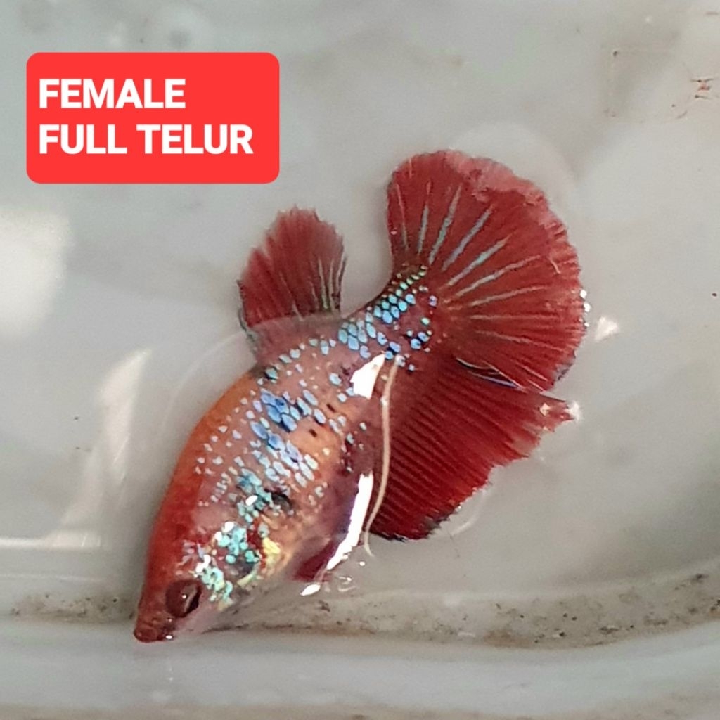 hmpk nemo red metalic pimel realpict