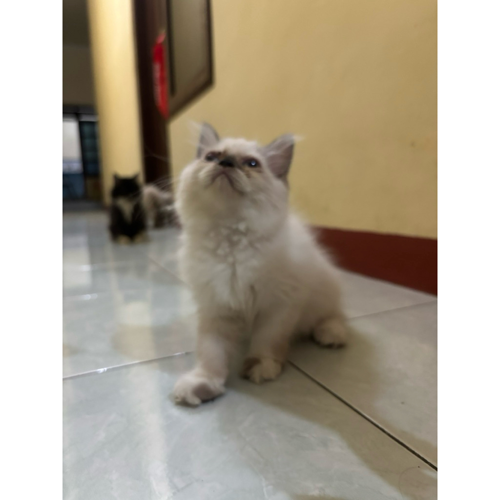 kitten ragdoll