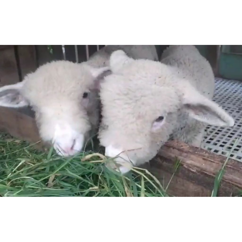 Sepasang Domba merino batur