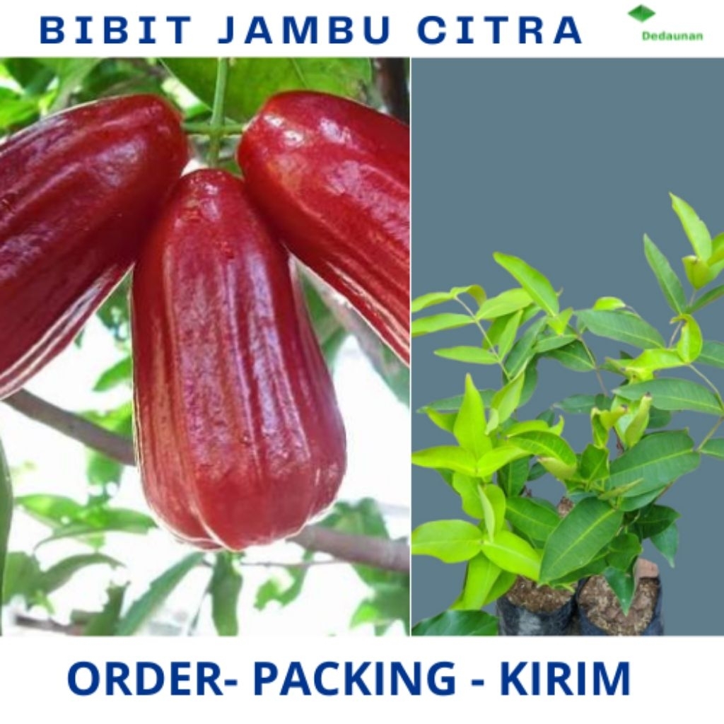 BIBIT JAMBU AIR CITRA MANIS SUPER