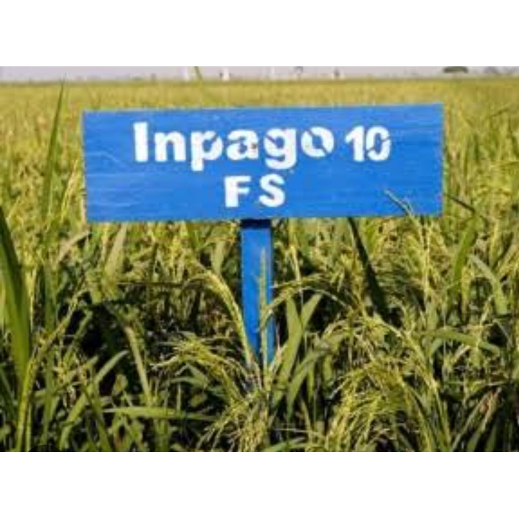 benih padi gogo lahan kering padi inpago