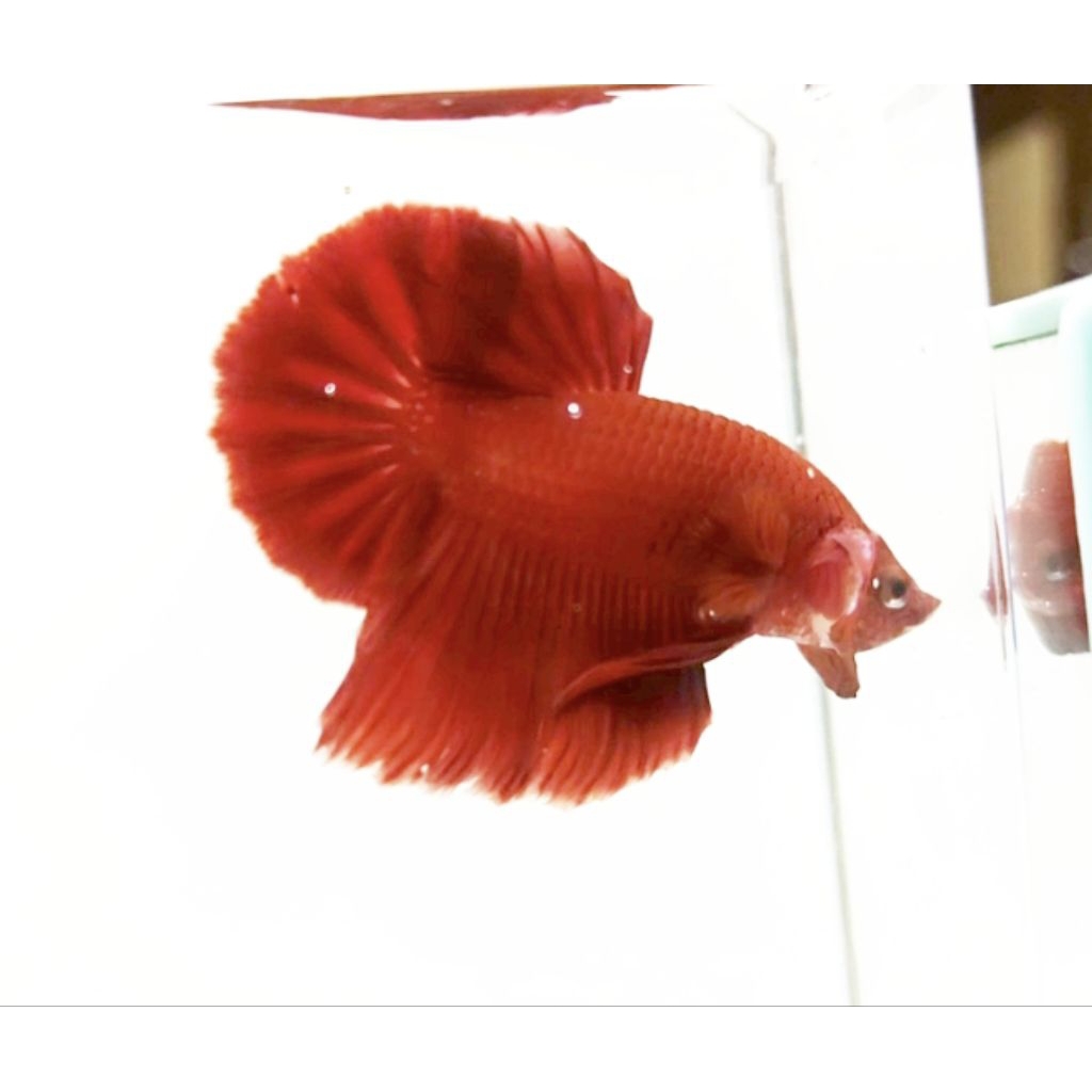 HMPK SUPER RED Gondrong