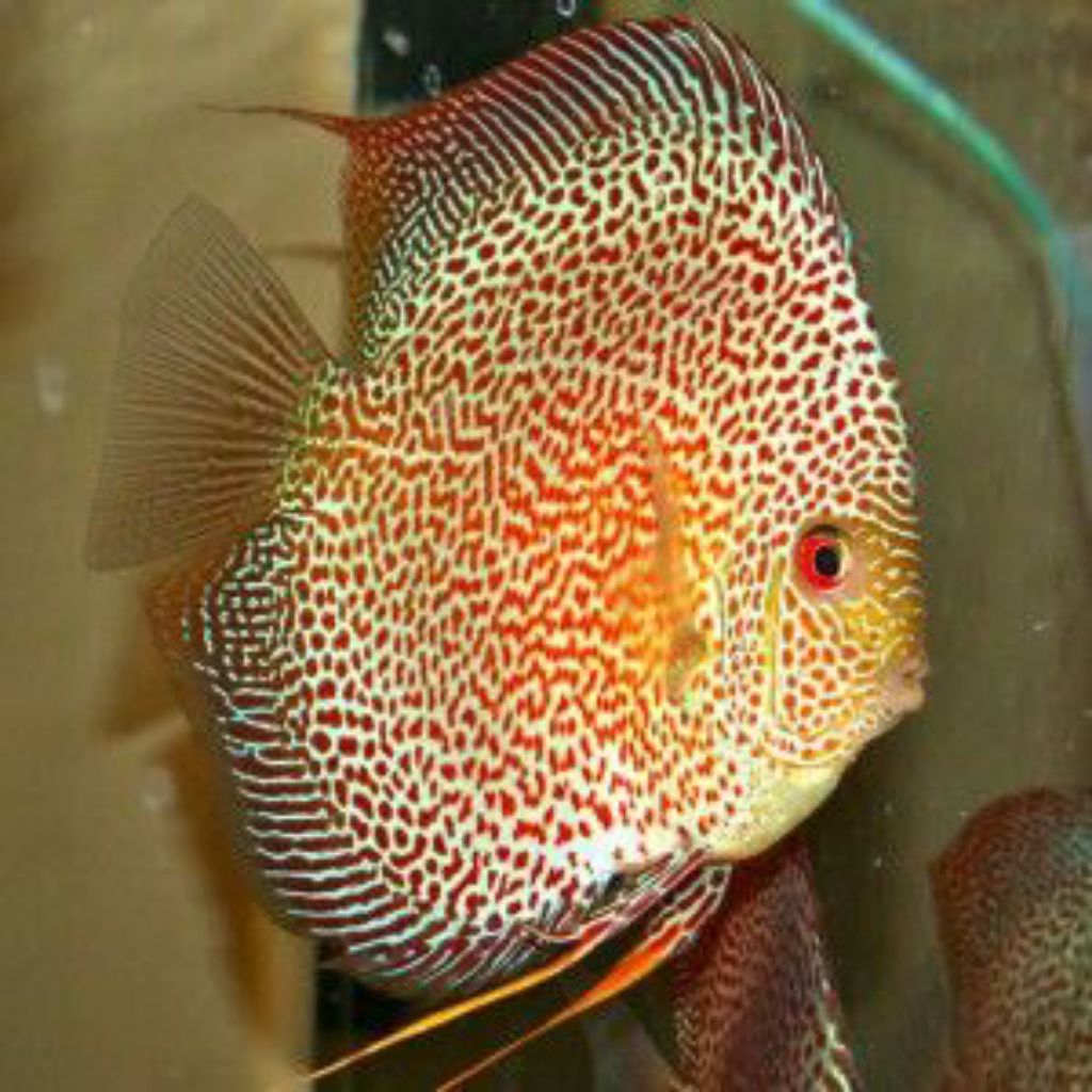Discus Leopard Snack Skin-LSS //ikan hias aquarium aquascape