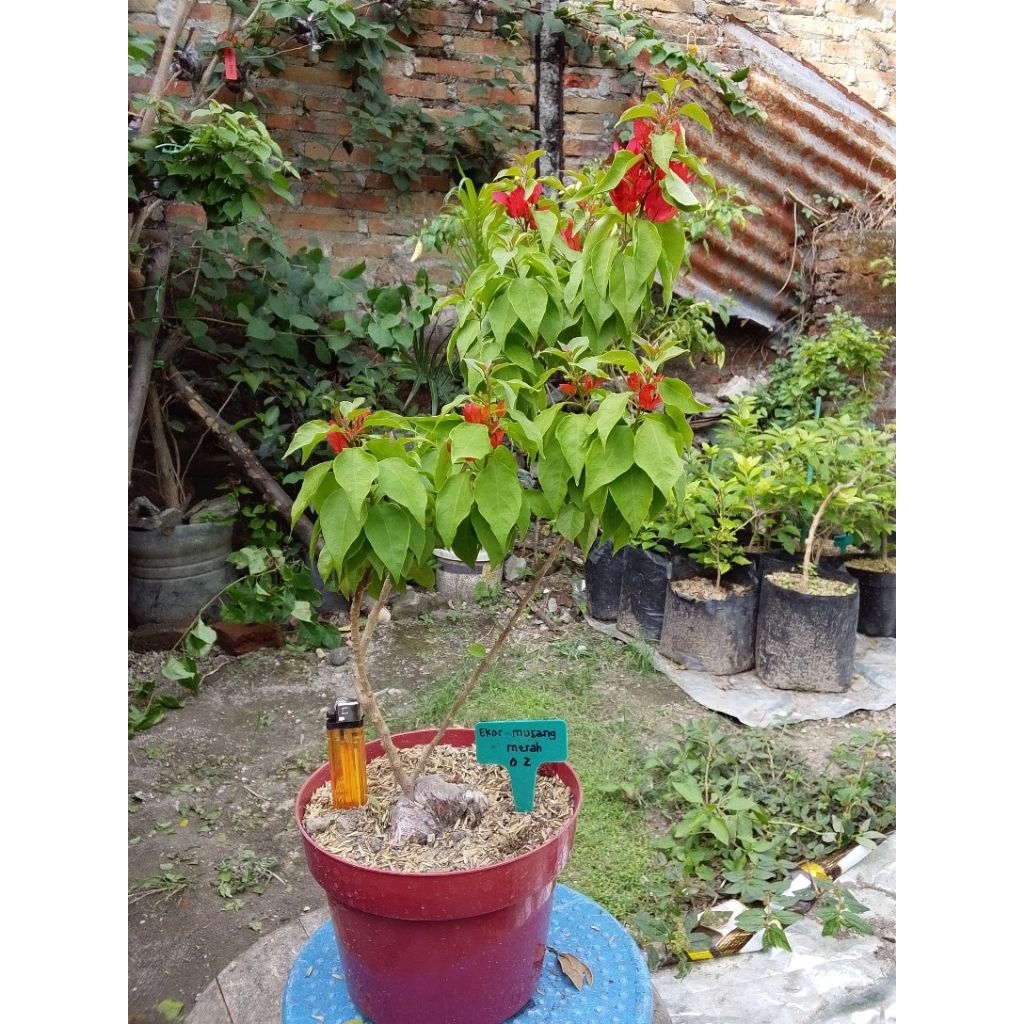 BUGENVIL EKOR MUSANG MERAH 02