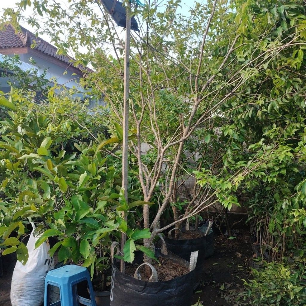 anggur pohon monster super besar