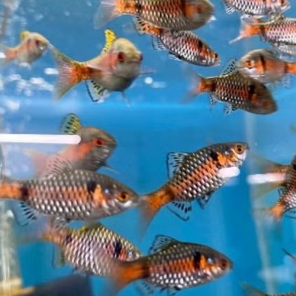 Ikan Odessa Barb paket 25 ekor