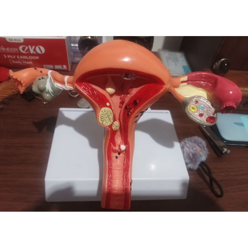 Human Uterus Model
