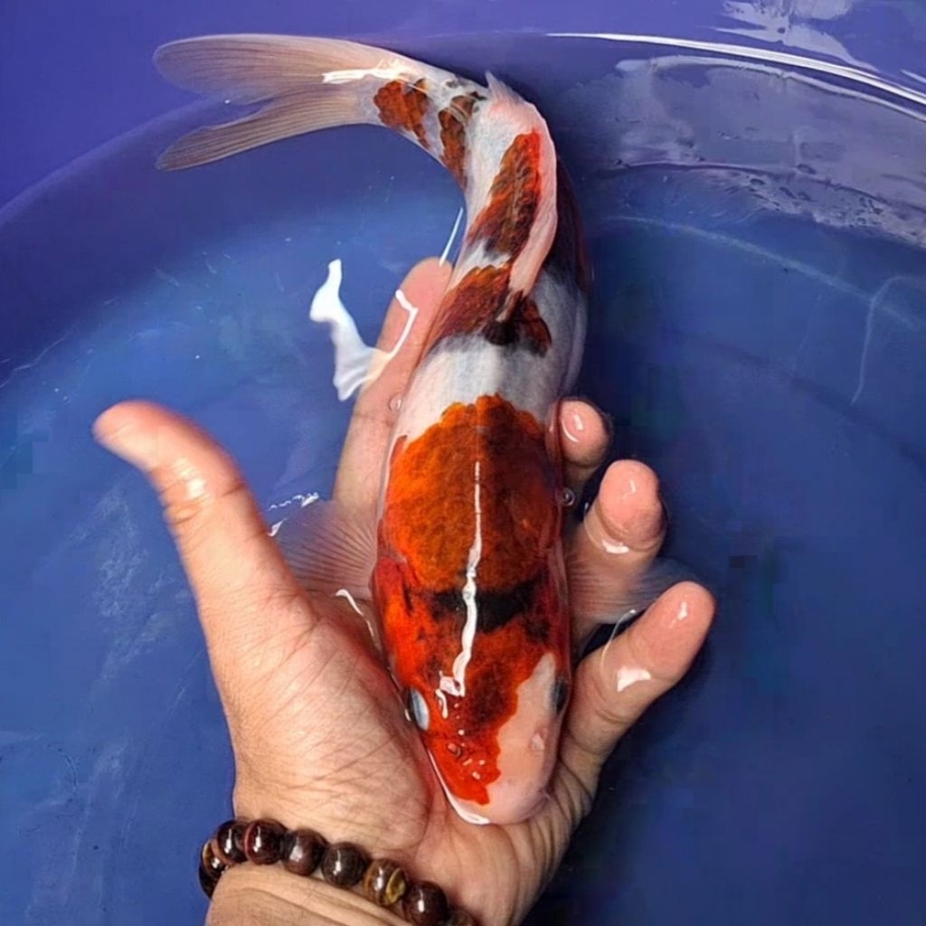 Ikan Koi Blitar Jenis Goromo / Rumah Koi Jakarta / kode 0010