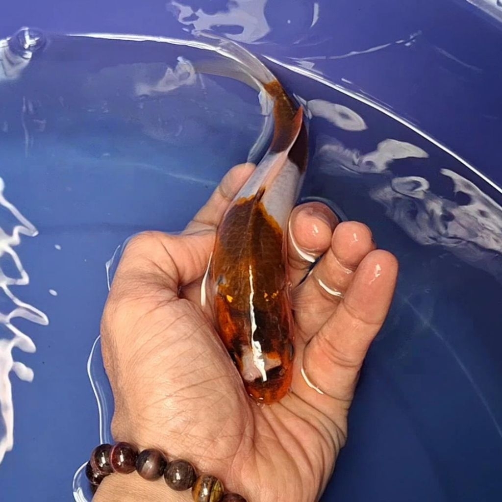 Ikan Koi Blitar Jenis Goromo / Rumah Koi Jakarta / kode 0020
