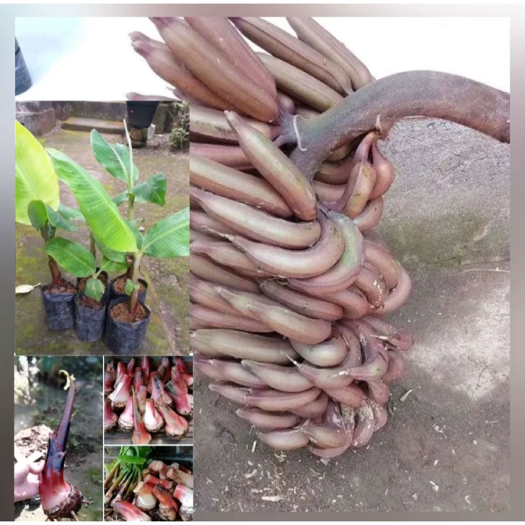 Spesial promo bibit pisang raja nangka merah