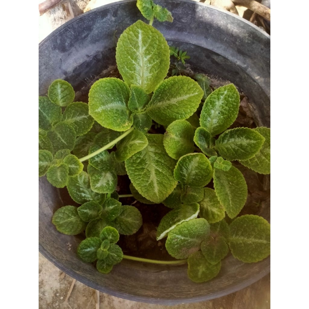 episcia bunga kuning yellow mist