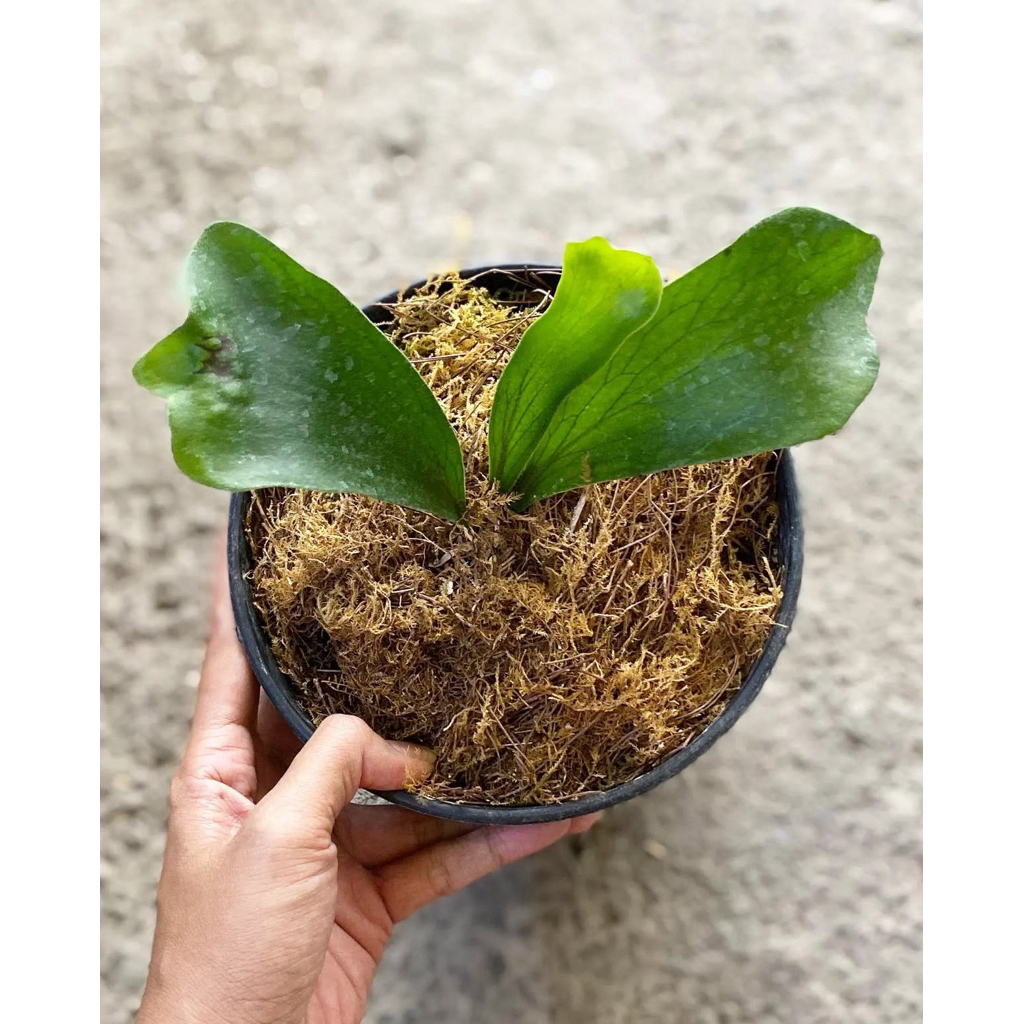 platycerium hilli papuanum