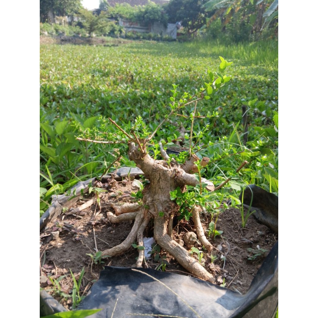 Sancang Bahan