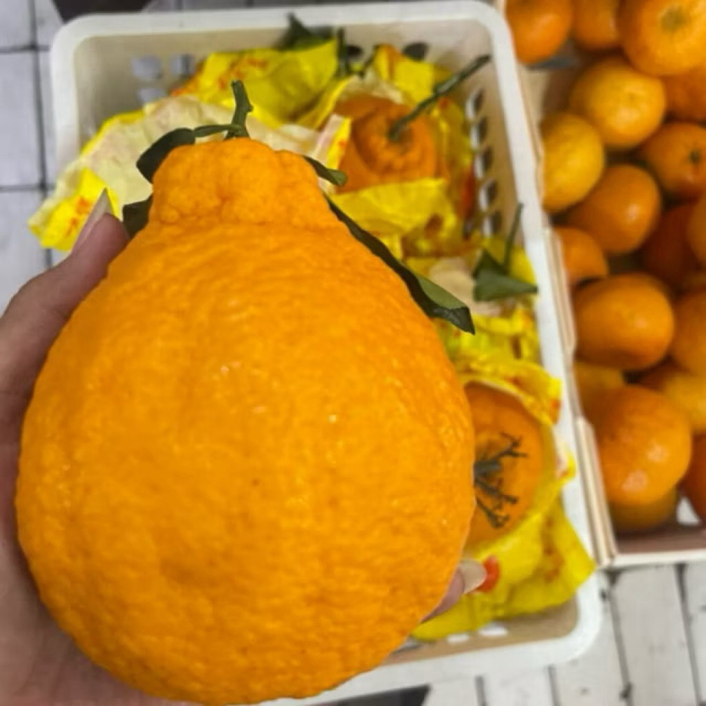 Jeruk Dekopon Super Fresh 1kg