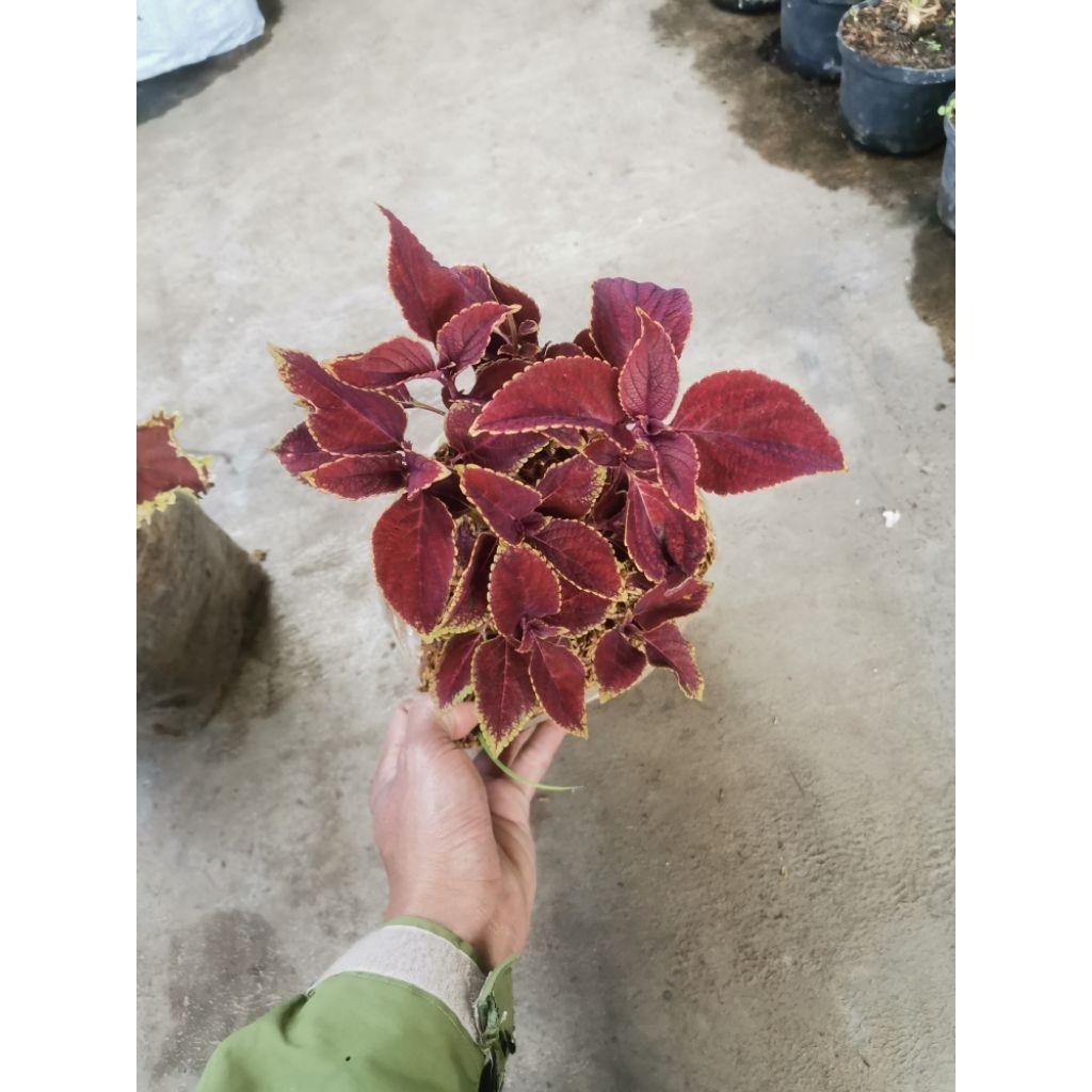 tanaman hias daun miana gasibu merah hati garis kuning jawer kotok di kirim full media dan pot hitam