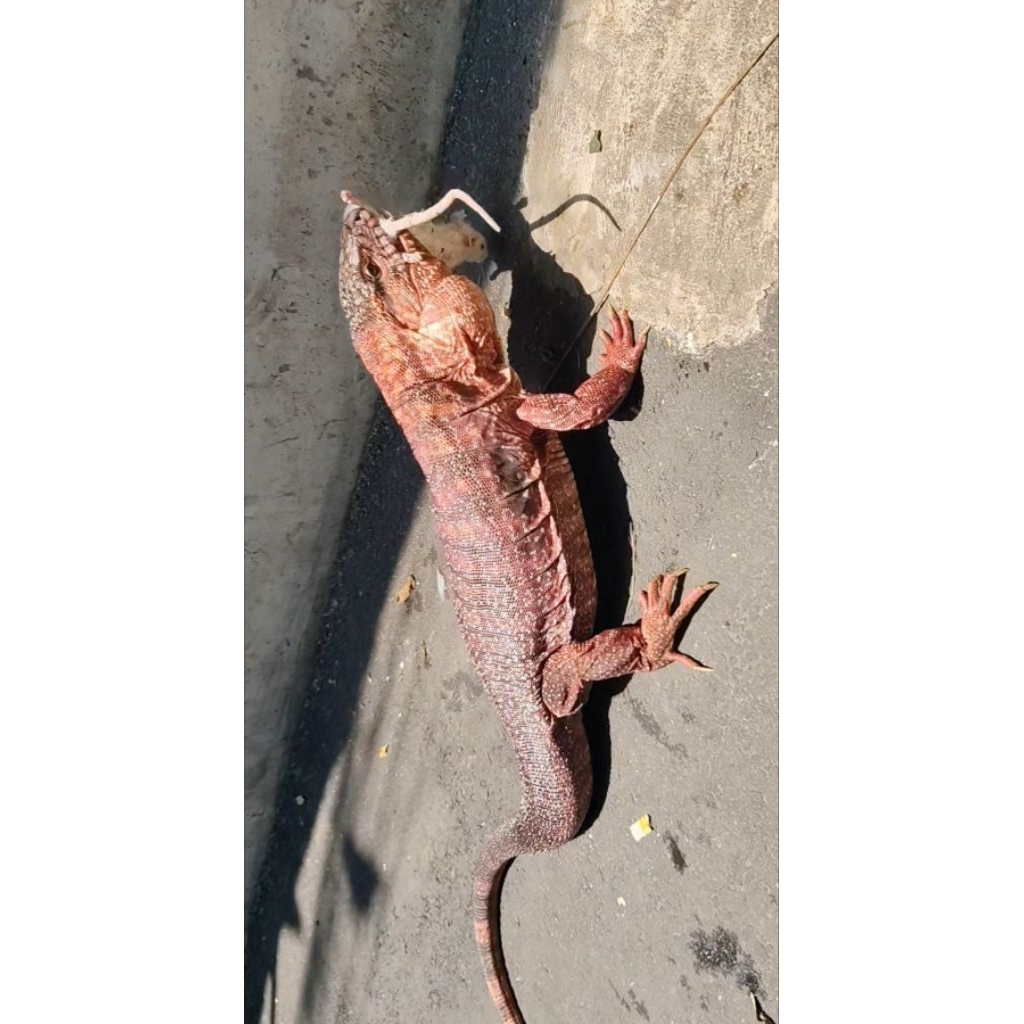 kadal red tegu jantan