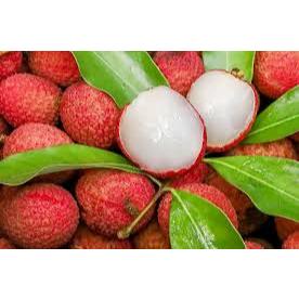 Bibit Buah Leci Merah / Leci com