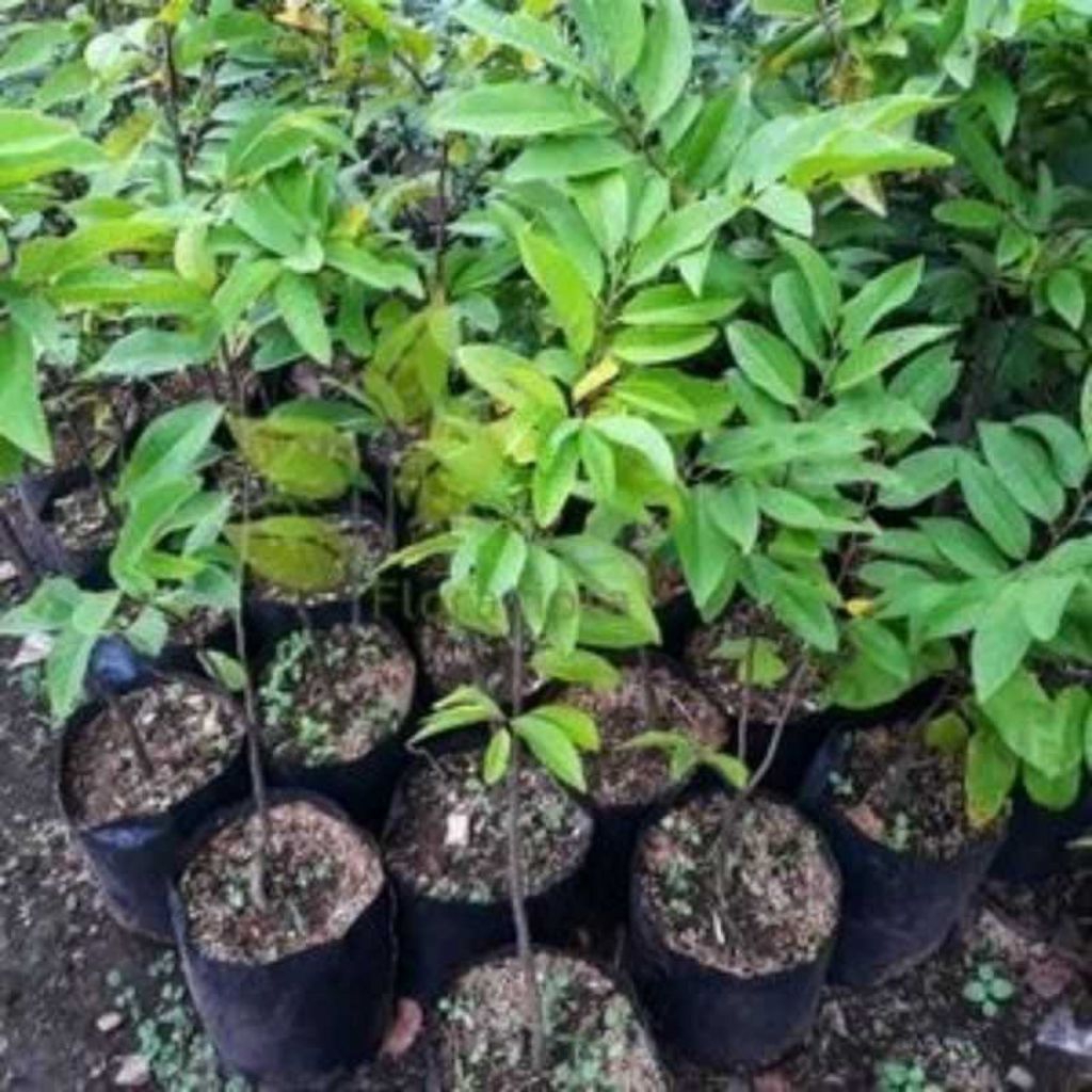 Bibit buah srikaya Biriba-Srikaya kulit kuning/srikaya maniss