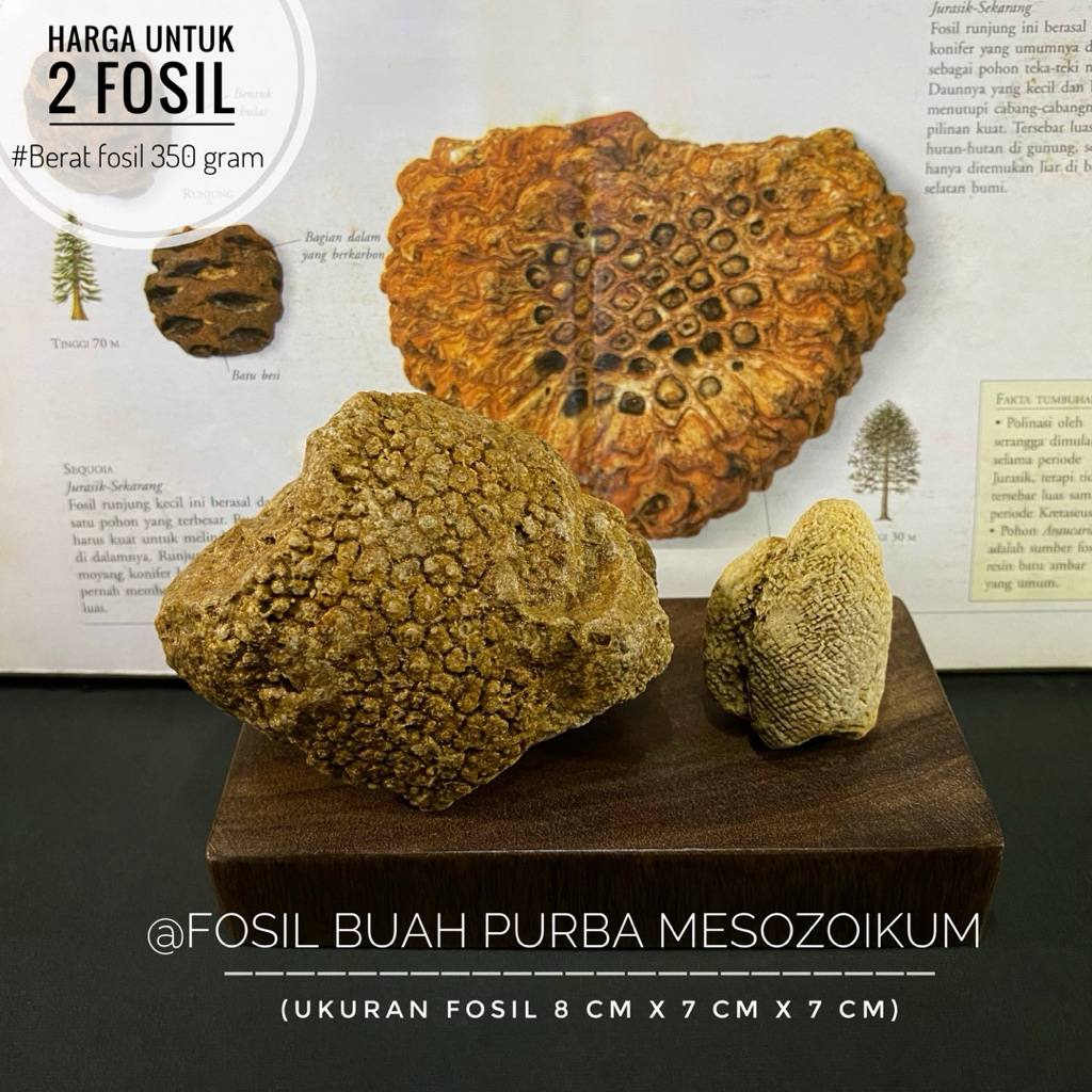 Fosil Buah Purba Mesozoikum C25 atau Fosil Buah Berbiji atau Fosil Tumbuhan Natural