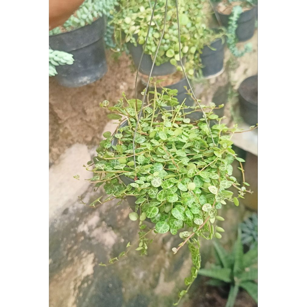 String Of Turtle Rimbun