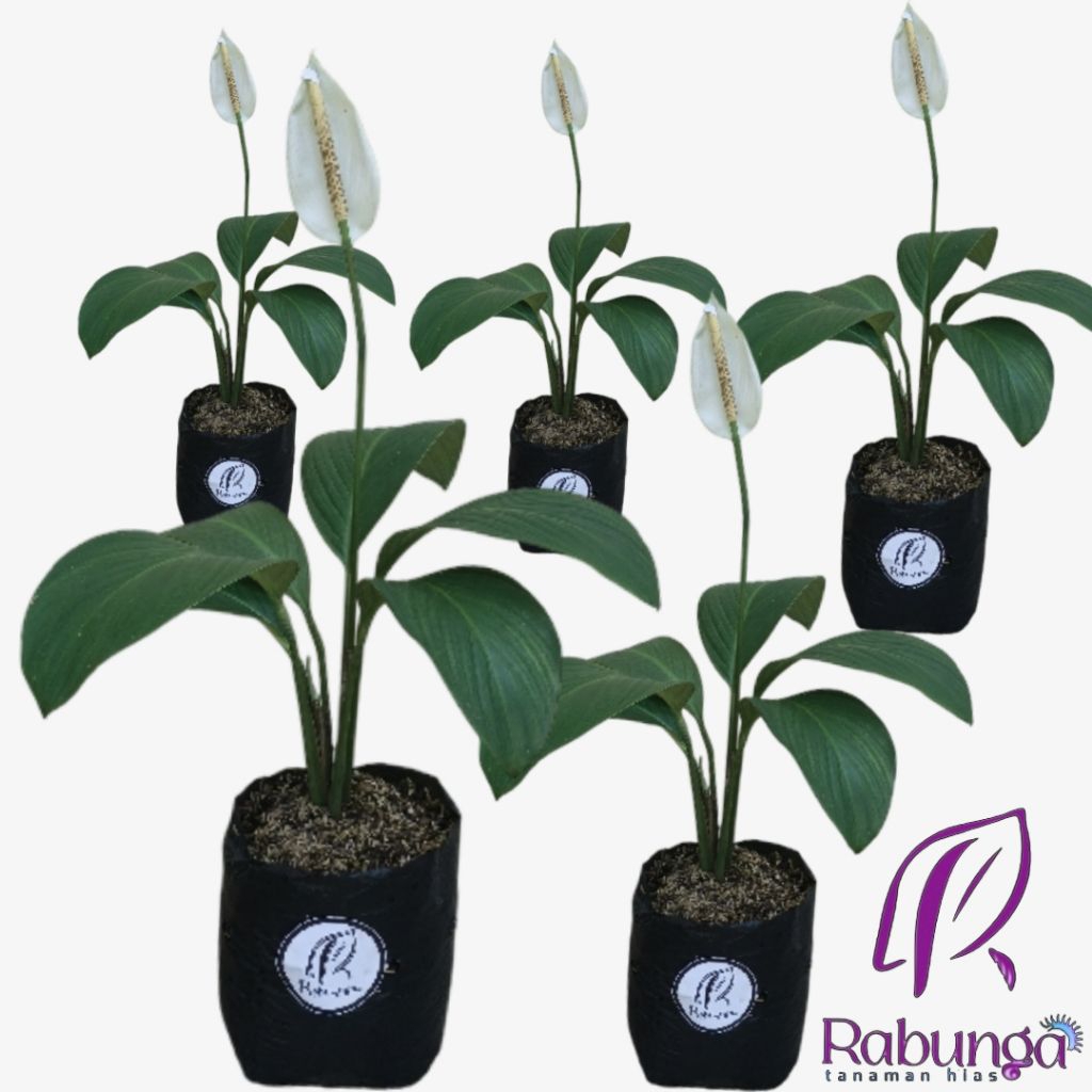 TANAMAN HIAS SEPATU FILUM BANGKOK>SEPATU FILUM BANGKOK>TANAMAN HIAS HIDUP