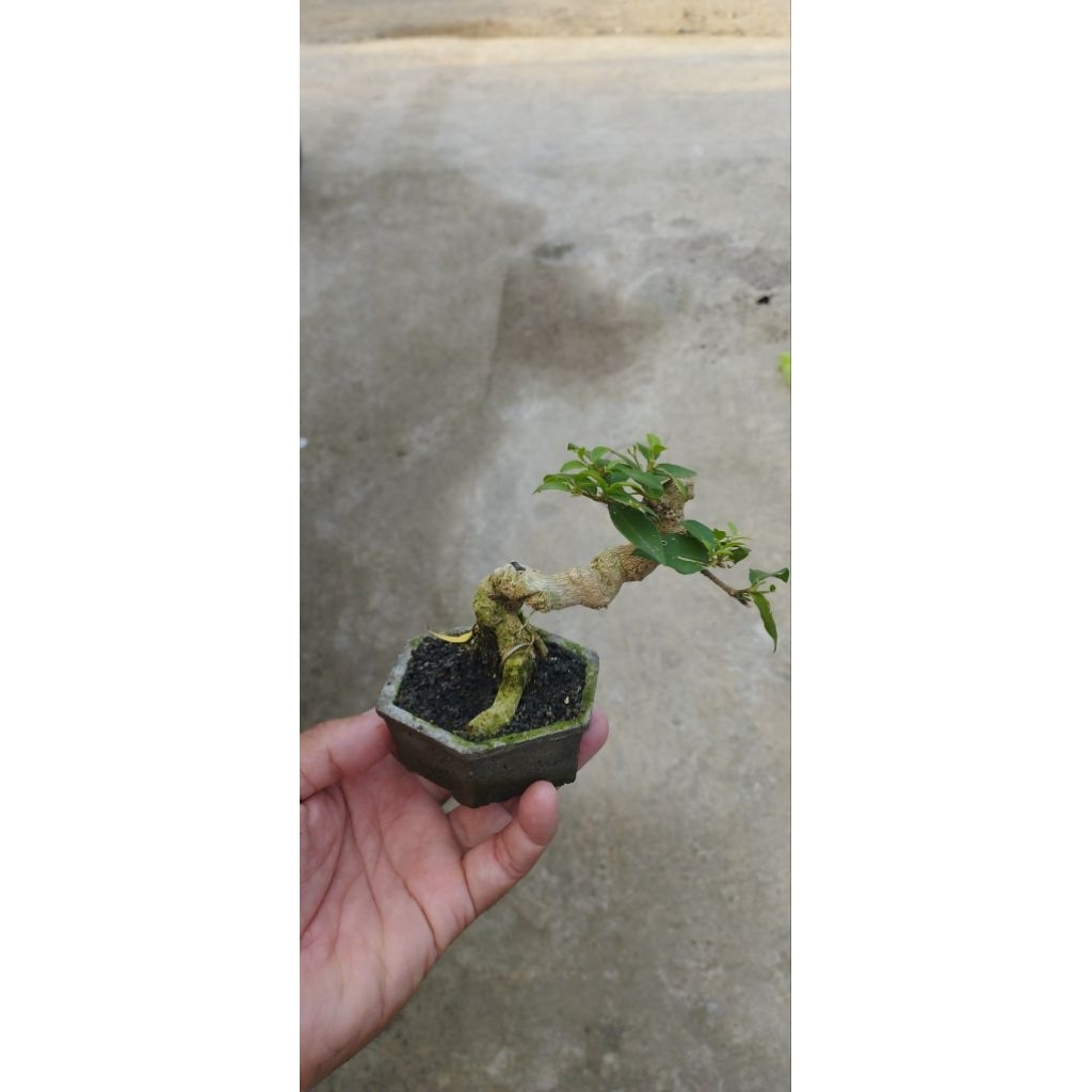 Bonsai-Mini-sakuramikro,anput,serut,sancang,dolar