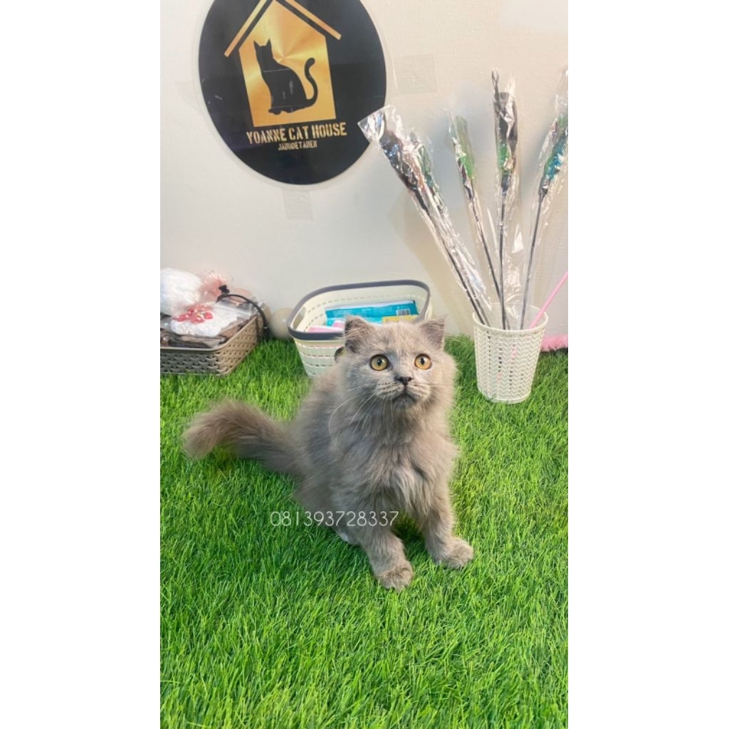 Adopsi Kucing Persia