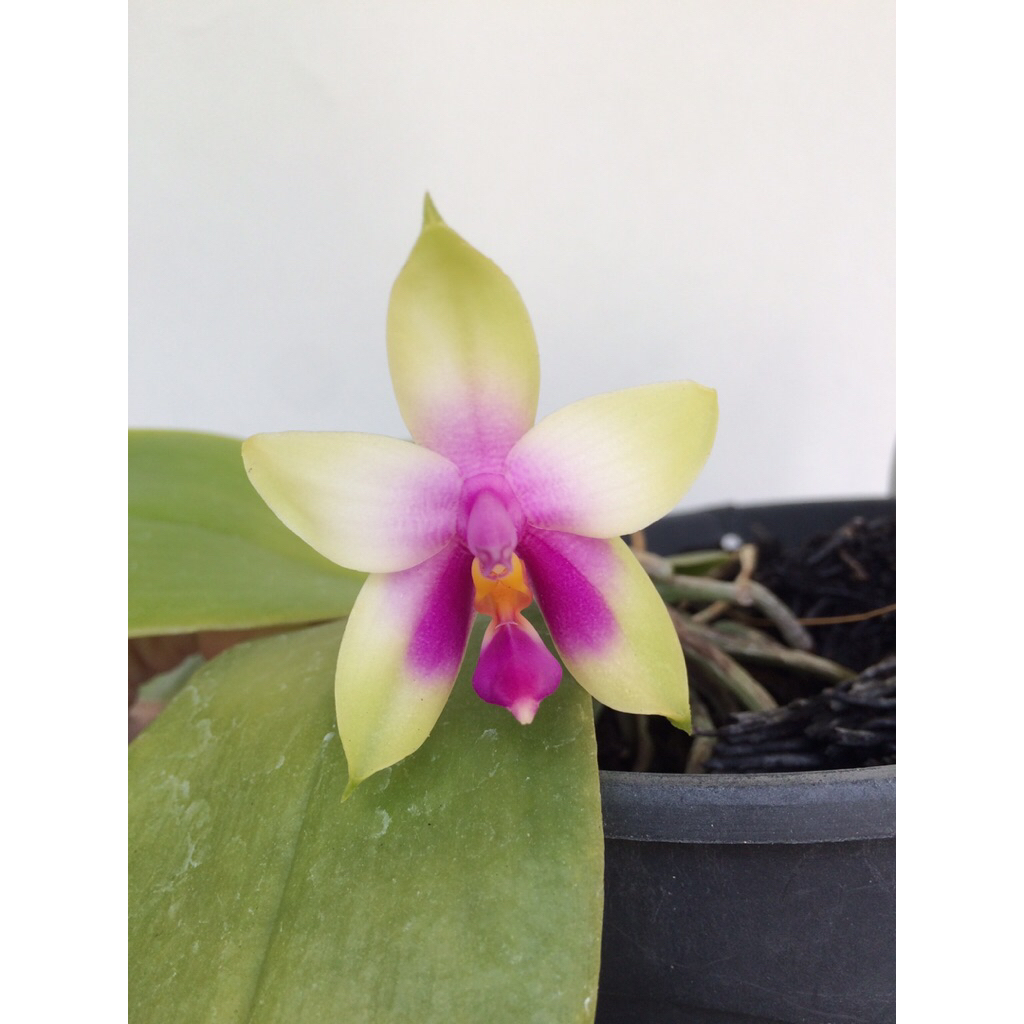 Anggrek Phalaenopsis Bellina