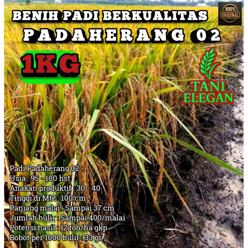 BENIH PADI SUPER UNGGUL PADAHERANG 02 KEMASAN 1KG