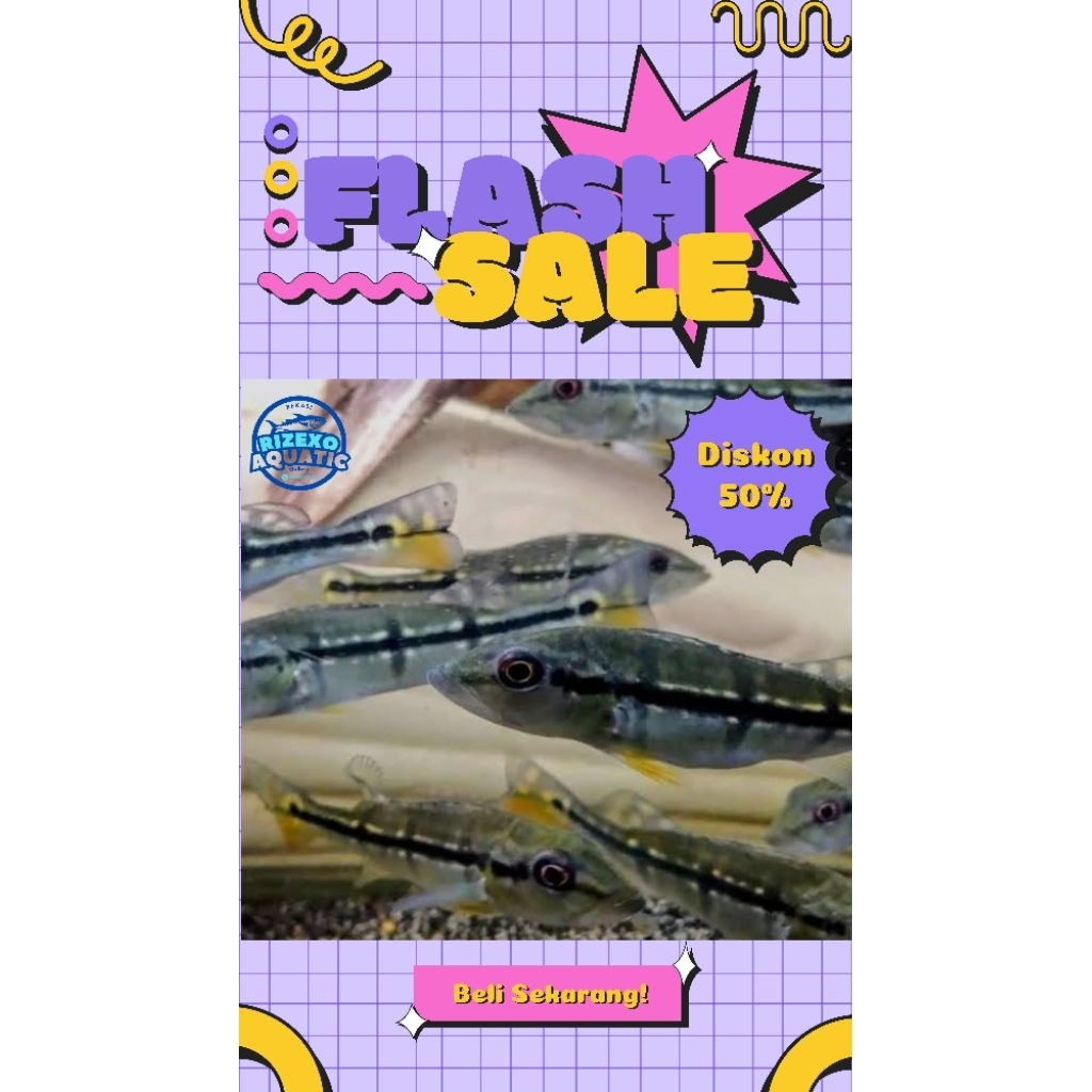 Pbass Pinima Good Marking 10-12CM #PromoSpecial