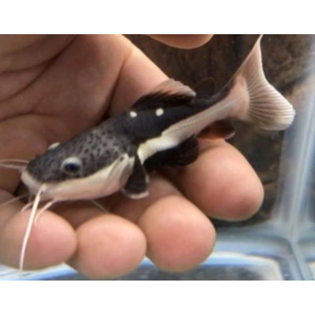 stiker poster ikan RCT lele Amazon dekorasi Akuarium