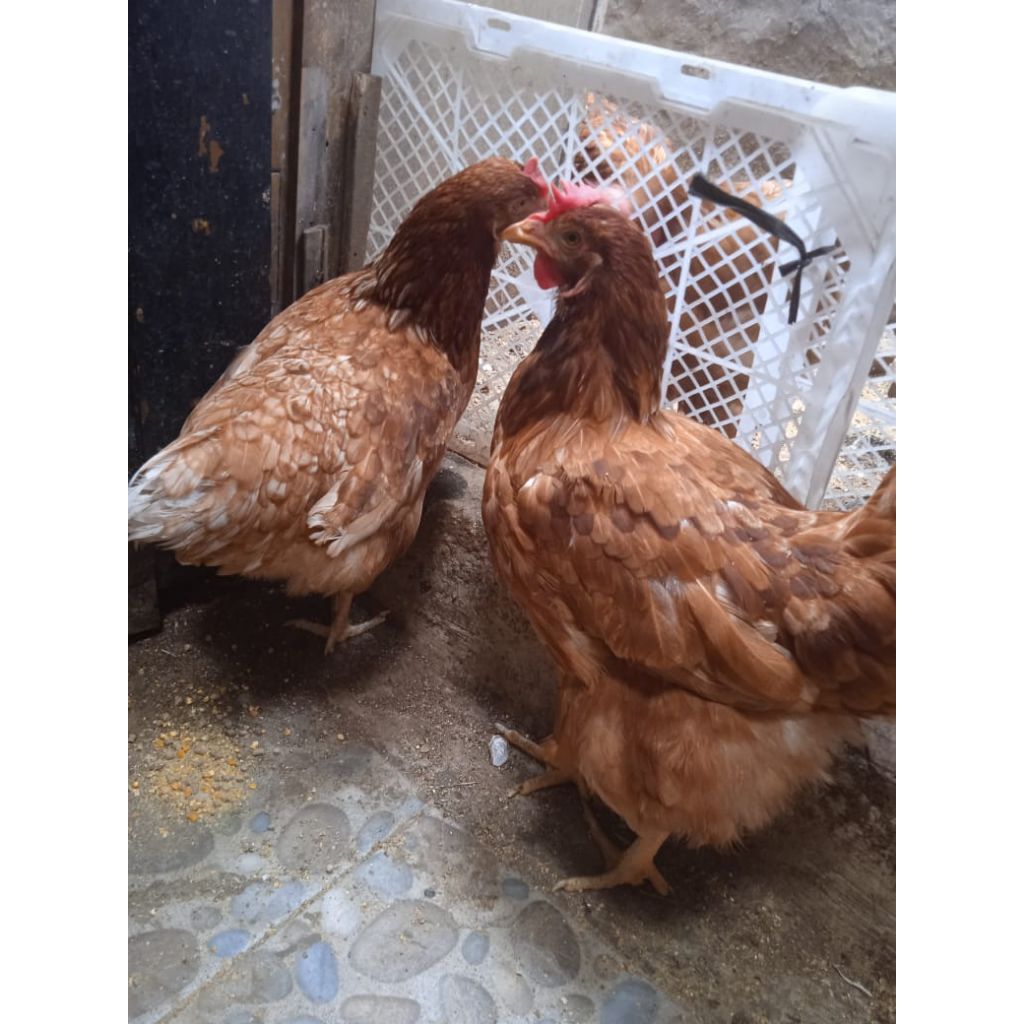 ayam petelur Isa brown 18minggu